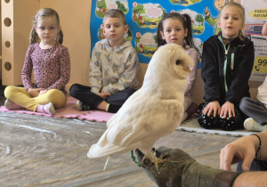 Dzieci poznają sowy i ich zwyczaje.