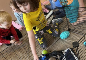 Dziewczynka na warsztatach dotyka surykatki.