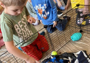 Chłopiec dotyka surykatkę.