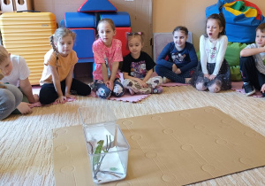 Warsztaty przyrodnicze z : kameleonem, agama brodatą i gekonem.
