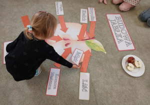 Dziewczynka układa zdania z opisem budowy jabłka.